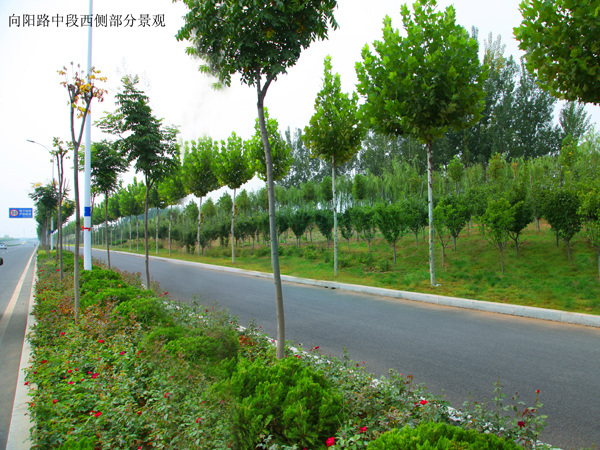 向陽(yáng)路中段西側(cè)部分園林景觀(guān)工程